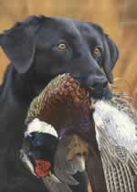 Prize Possession Black Lab - Art Print by Scot Storm