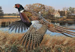 Behind The Barn - Pheasant Art Print by Scot Storm