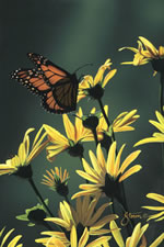 Nature's Garden - Yellow Wildflowers Art Print by Scot Storm