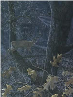 Nocturnal Giant - Whitetail Deer Art Print by Scot Storm