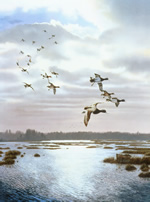 Rippin' The Dawn - Ducks Art Print by Scot Storm