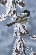 Touch Of Frost - Chickadee Bird Art Print by Scot Storm