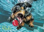 Underwater Dogs: Rhoda 1000-Piece Puzzle