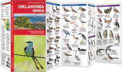 Oklahoma Birds