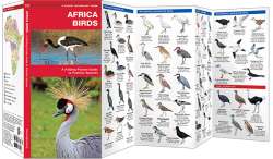 Africa Birds