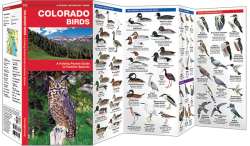 Colorado Birds - A Pocket Naturalist Guide