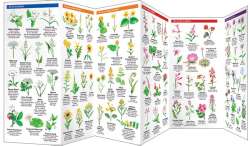 California Trees & Wildflowers - A Pocket Naturalist Guide