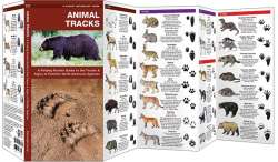 Animal Tracks