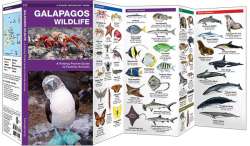 Galapagos Wildlife