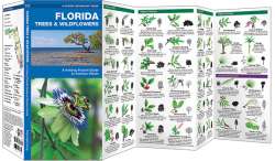 Florida Trees & Wildflowers