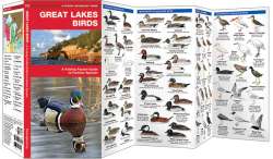 Great Lakes Birds