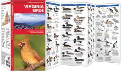 Virginia Birds