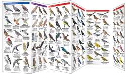 California Birds - A Pocket Naturalist Guide