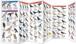 Minnesota Birds