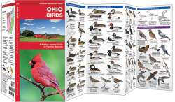 Ohio Birds