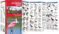 Florida Birds