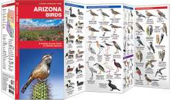 Arizona Birds