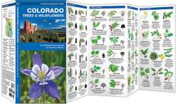 Colorado Trees & Wildflowers - A Pocket Naturalist Guide