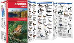 Georgia Birds