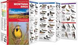 Montana Birds