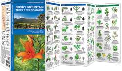 Rocky Mountain Trees & Wildflowers