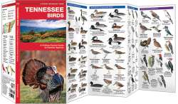 Tennessee Birds - A Pocket Naturalist Guide