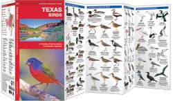 Texas Birds