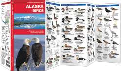 Alaska Birds