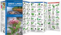 Great Lakes Trees & Wildflowers