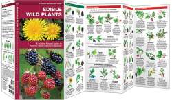 Edible Wild Plants