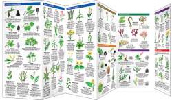 Edible Wild Plants