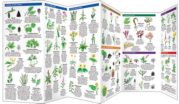 Identifying Wild Edible Plants