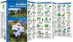 Alaska Trees & Wildflowers