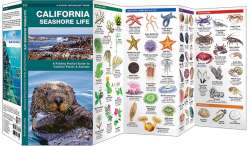 California Seashore Life - A Pocket Naturalist Guide