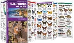 California Wildlife