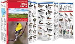 Iowa Birds - A Pocket Naturalist Guide