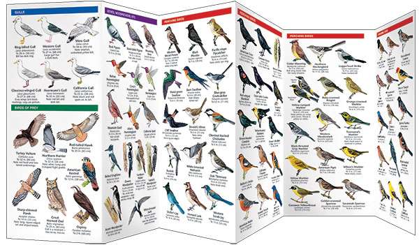 Los Angeles Birds - Pocket Guide