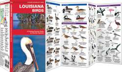 Louisiana Birds