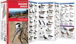 Maine Birds