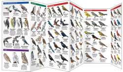 Maine Birds - A Pocket Naturalist Guide