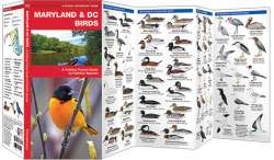 Maryland & DC Birds