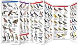 Maryland & DC Birds