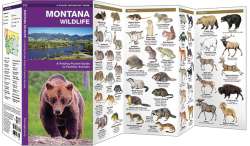 Montana Wildlife