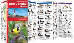 New Jersey Birds - A Pocket Naturalist Guide