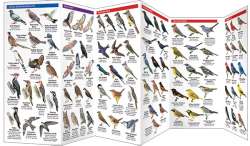 New Jersey Birds - A Pocket Naturalist Guide