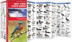 New York State Birds