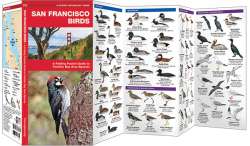 San Francisco Birds