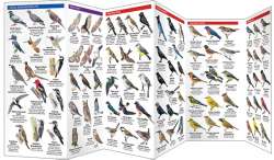 San Francisco Birds