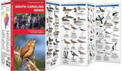 South Carolina Birds