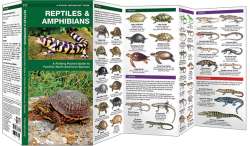 Reptiles & Amphibians